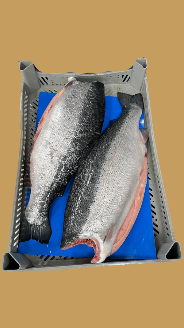 Forel Zalm