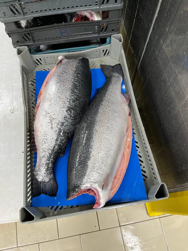 Forel Zalm - Afbeelding 2